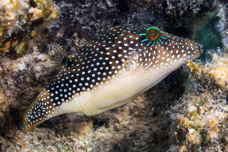 Peacock Puffer Pearl Toby
