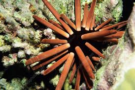 Pencil Sea Urchin - Medium