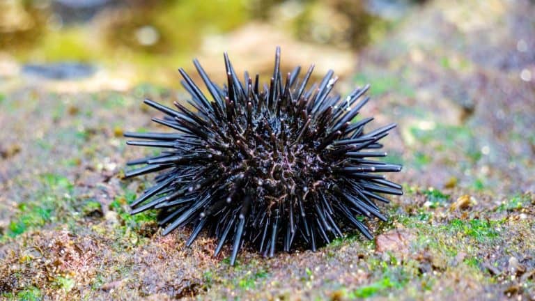 Pencil Urchin Black