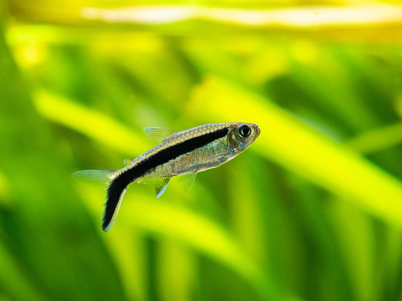 Penguin Tetra