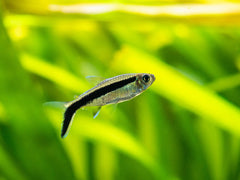 Penguin Tetra