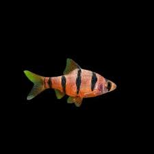 Pentazona Barb