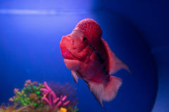 Red Devil
