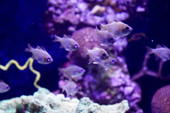 Pseudotropheus Ice Blue