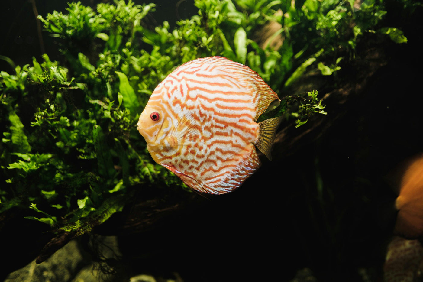Red Spotted Golden Discus