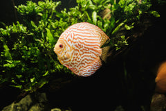Red Spotted Golden Discus