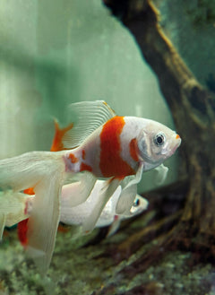Sarassa Comet Goldfish
