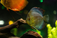 Snake Skin Discus