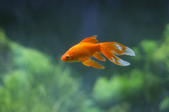 Platy Red Wag Tail