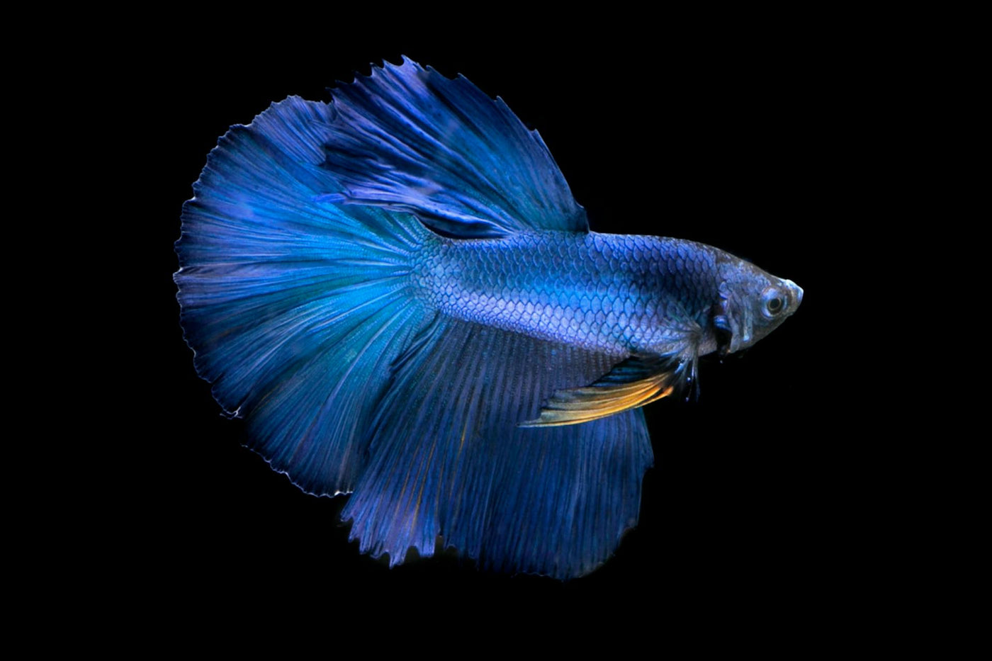 Blue Lazuli Guppy Male