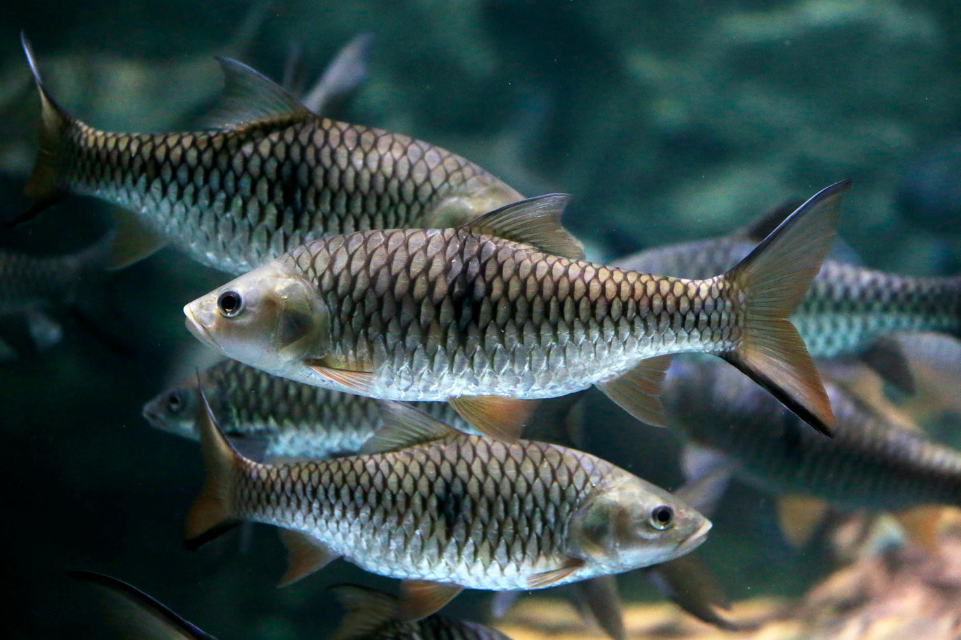 African Clipper Barb