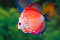 Tomato Discus