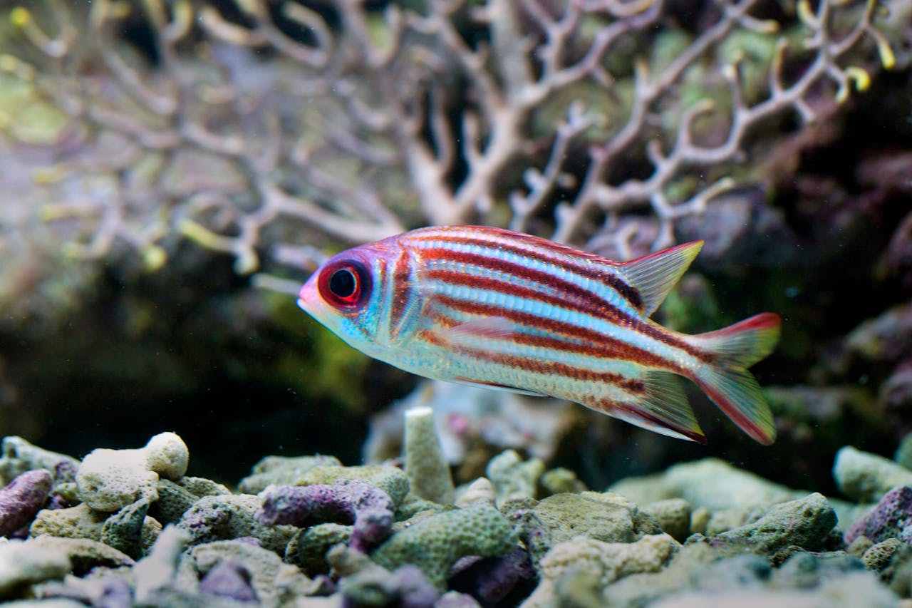 Zebra Danio
