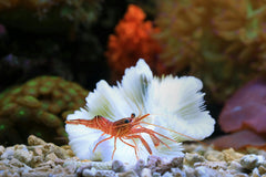 Pumpkin Shrimp