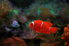 Zebra Red