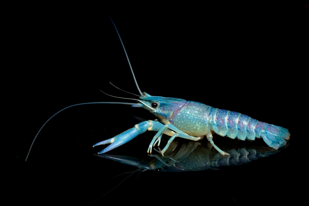 Rock Shimp