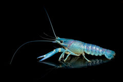 Rock Shimp