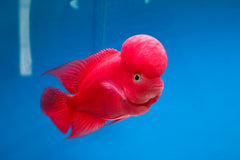 Red Devil