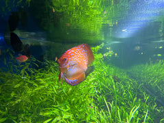 Red Brown Discus
