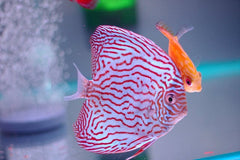 White Pigeon Discus