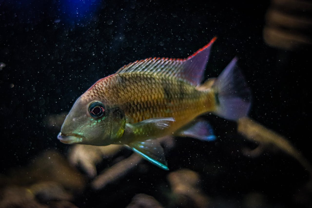 Ramirezi Black
