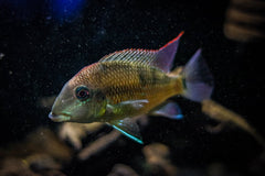 Ramirezi Black