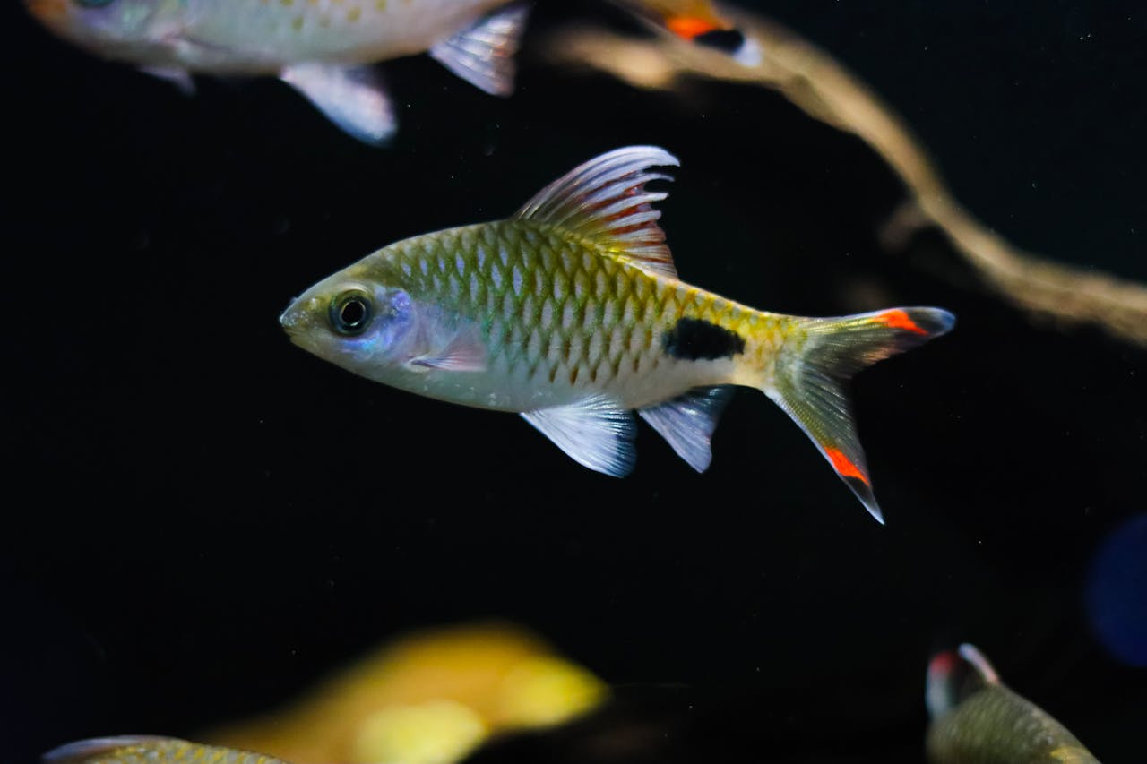 Albino Platinum Tinfoil Barb