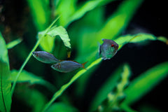 Tetra White Widow