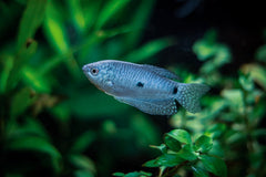 Opaline Gourami
