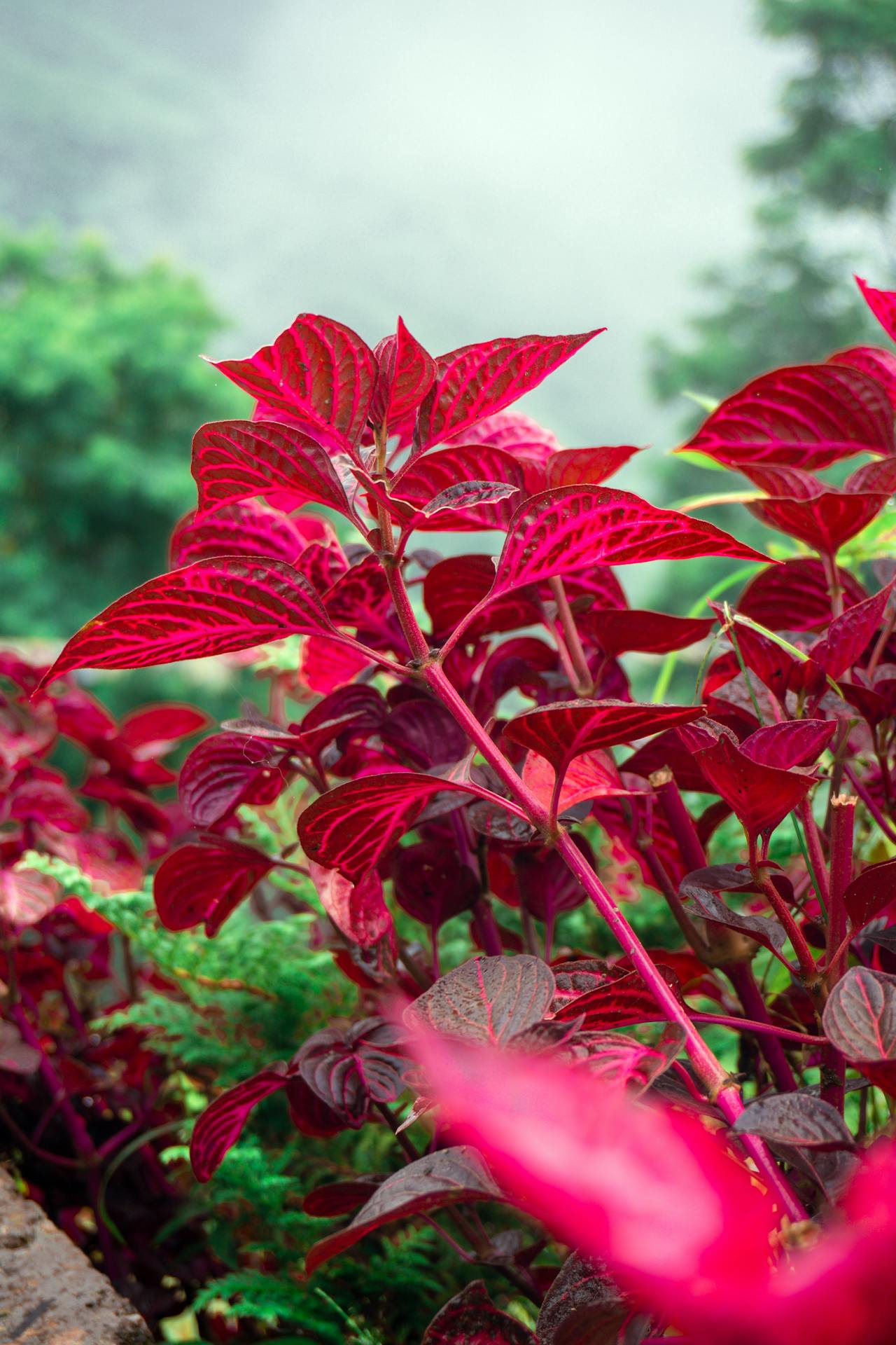 Alternanthera Rosifolia