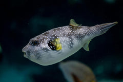 Sharp Nose Puffer Saddled Toby