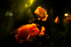 Platy Red Balloon