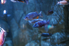 Aulonocara Steveni Blue Neon