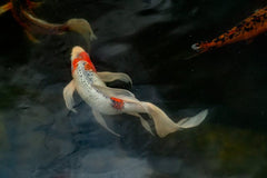 Yamato Long Fin Koi / Butterfly Koi
