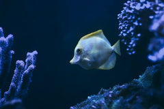 White Scorpion Discus