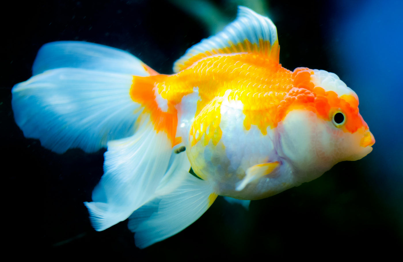 Red Oranda