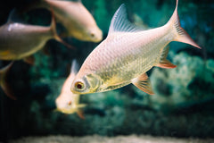 Albino Platinum Tinfoil Barb