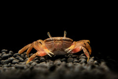 Red Crab
