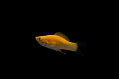 Platy Pinapple Micky Mouse