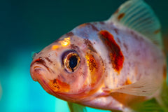 Calico Shubunkin Goldfish