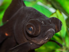 Black Moor Goldfish