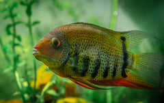 Ramirezi Black