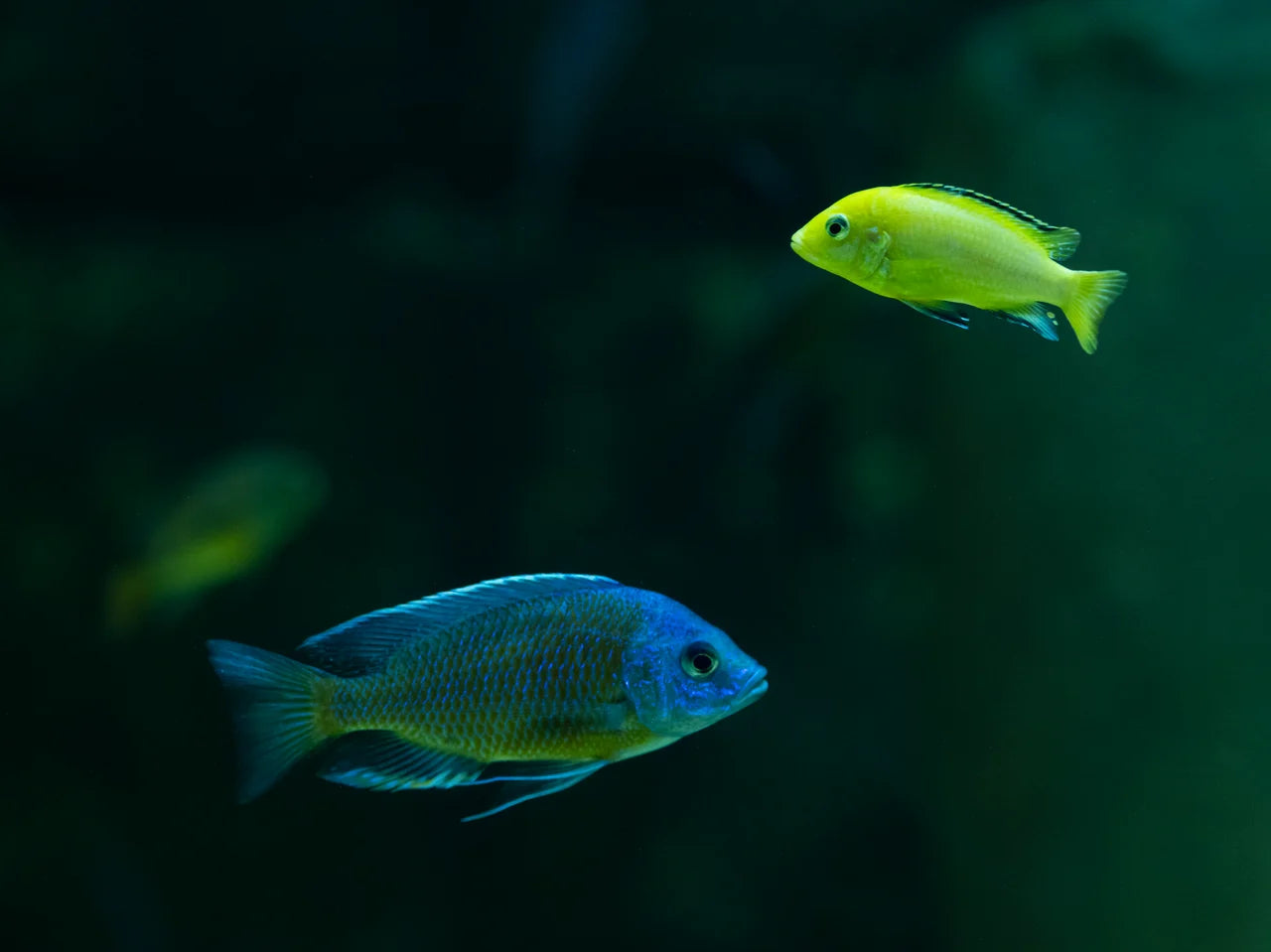 Aulonocara Steveni Blue Neon