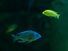 Aulonocara Steveni Blue Neon