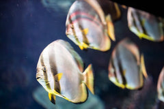White Scorpion Discus