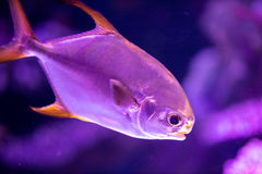 Purple Turquoise