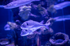 Purple Turquoise