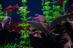 Yo Yo Loach