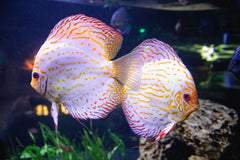 Red And White Discus