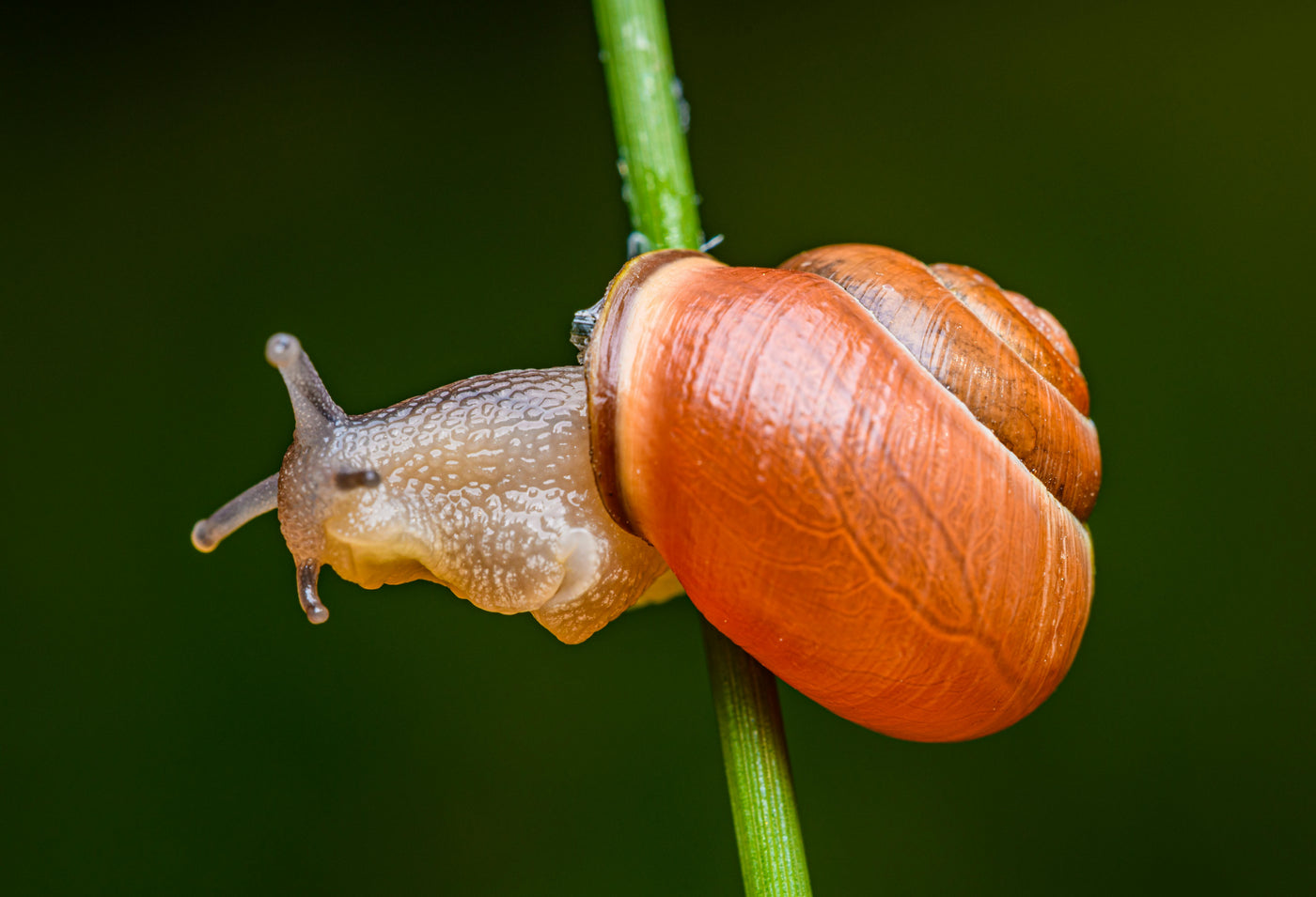 Red Batik Snail